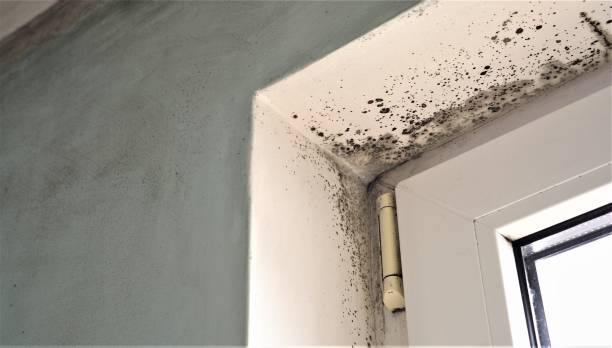Best Air Quality Testing for Mold Spores  in Fresno, TX
