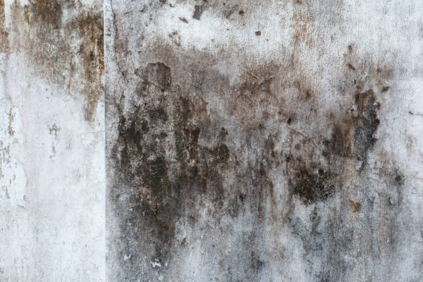 Best Biohazard Mold Removal  in Fresno, TX